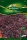 Perilla Shiso MHD 01/27