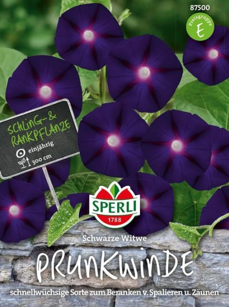 Prunkwinde Schwarze Witwe