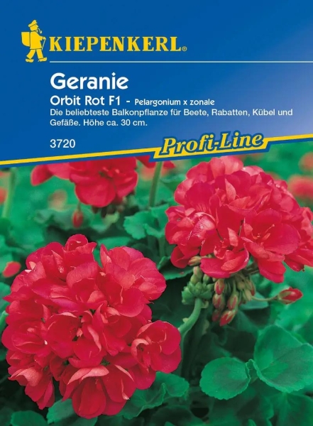 Geranie Orbit Rot F1