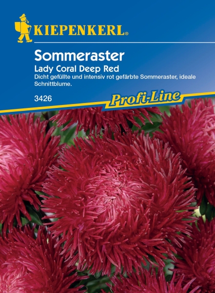 Sommeraster Lady Carol Deep Red