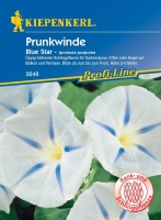 Prunkwinde Blue Star