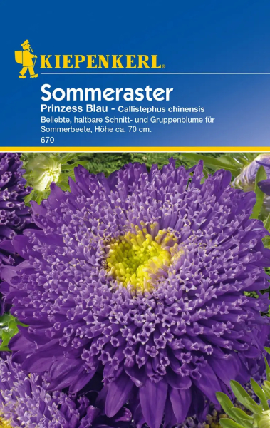 Sommeraster Prinzess Blau