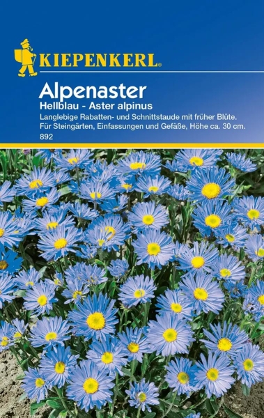 Alpenaster Hellblau