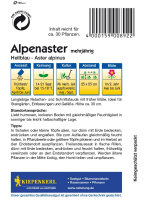 Alpenaster Hellblau