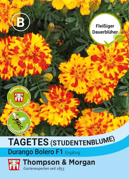 Studentenblume Durango Bolero F1