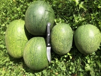 Bio-Wassermelone M12