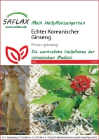 Echter Koreanischer Ginseng