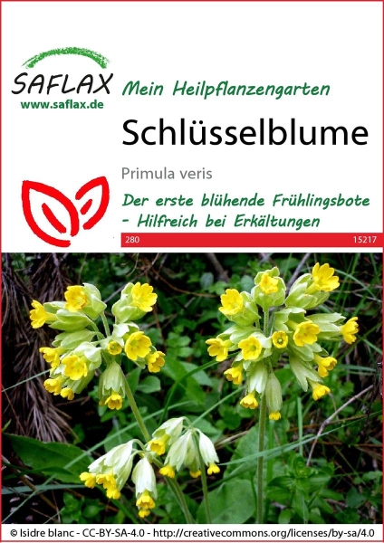 Schlüsselblume