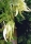 Weiße Baumwisterie - Turibaum