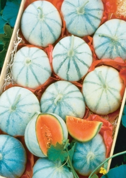 Französische Charentais-Melone `Savor`