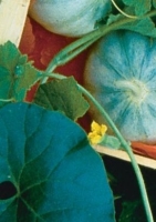Französische Charentais-Melone `Savor`