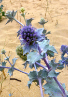 Blaue Stranddistel Sea Holly