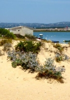 Blaue Stranddistel Sea Holly