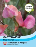 Gartenwicke Miss Willmott