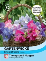 Gartenwicke Sweet Dreams