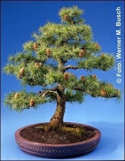 Europische Lrche Freilandbonsai, 3,95