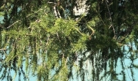 Europäische Lärche Freilandbonsai