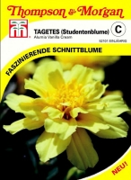 Studentenblume Alumia Vanilla Cream