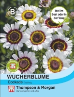 Wucherblume Cockade