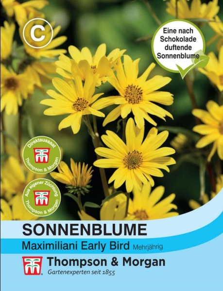 Sonnenblume Schokoladenduft 100cm  winterhart