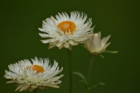 Strohblume reinweiß