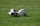 Spiel- und Sportrasen RSM 2.3