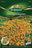 Orangentagetes Orange Gem