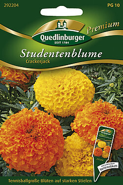 Studentenblumen Crackerjack