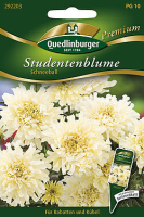 Studentenblumen Schneeball MHD 01/26