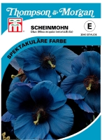 Scheinmohn Betonicifolia Himmelblau