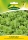 Schnittsalat Verde Ricciolina 30 g