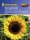 Sonnenblume Gelber Diskus ca.180cm