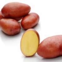 Pflanzkartoffel Rosara p.Stück