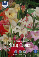 Gladiolen Dwarf Mixed Colors