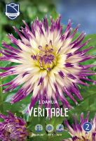 Dahlie Veritable