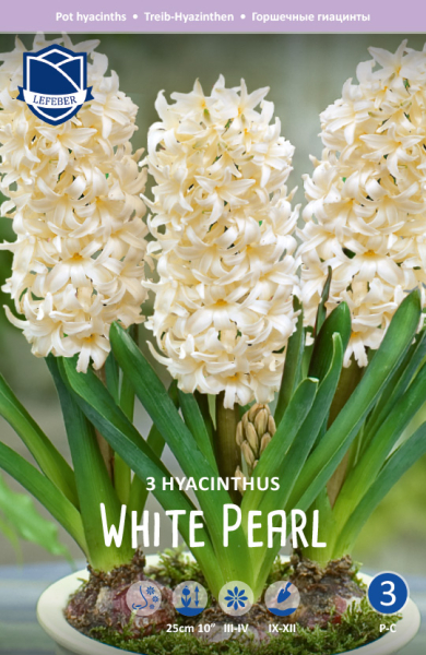 Hyazinthe White Pearl ( lose Ware )