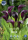 Calla Akela