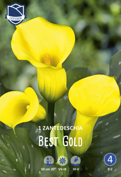 Calla Best Gold