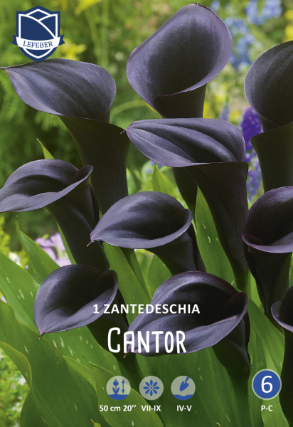 Calla Cantor
