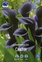 Calla Cantor