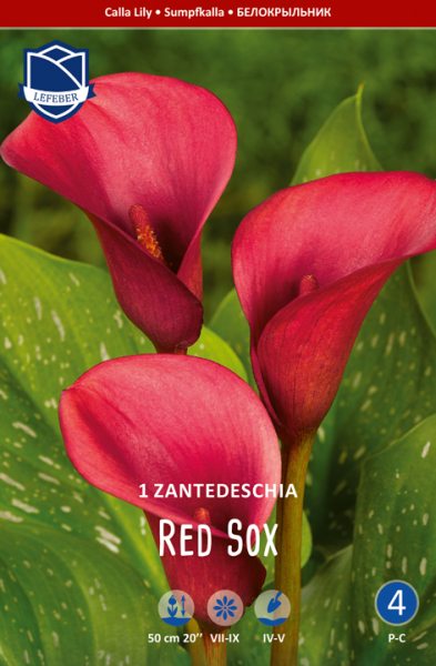 Calla Red Sox