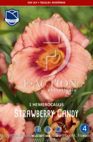Taglilie Strawberry Candy