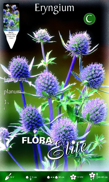 Edeldistel Eryngium planum