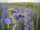 Braunschweiger Wildbienenmischung ca.8m²