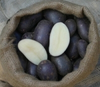 Schwarze Ungarin p.Stück Bioware