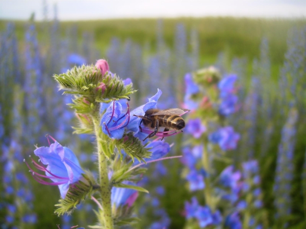 Braunschweiger Wildbienenmischung ca.100m²