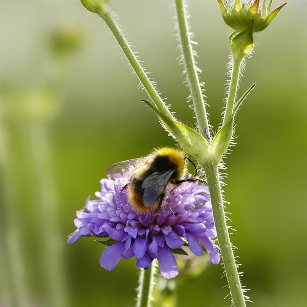 Braunschweiger Hummel- und Wildbienenmischung ca.8m²
