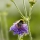 Braunschweiger Hummel- und Wildbienenmischung ca.8m²
