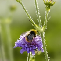 Braunschweiger Hummel- und Wildbienenmischung ca.80m²