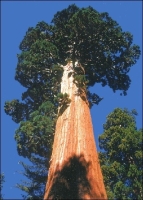 Berg - Mammutbaum
